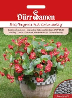 Benarys BIG-Begonie Rot Grünlaubig