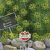 Dill SPERLING`s Elefant,schnellwüchsige Blattreiche Sorte Mit Hohem Krautertrag Und Aromagehalt 1 Dill SPERLING`s Elefant,schnellwüchsige Blattreiche Sorte Mit Hohem Krautertrag Und Aromagehalt -Erden & Dünger Verkäufe dill elefant 1