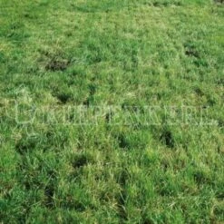 DSV Country-Horse 2118 Nachsaat-Pferdegreen 10kg