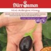 Dürr Mini-Aubergine Minny, Bildet Viele Violette Früchte -Erden & Dünger Verkäufe duerr mini aubergine minny