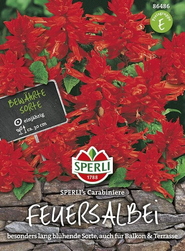 Feuersalbei Salvia Splendens Carrabiniere 3 Feuersalbei Salvia Splendens Carrabiniere