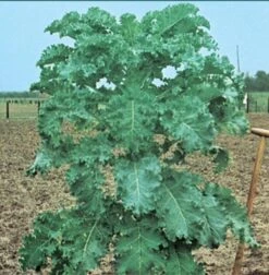 Titelseite -Erden & Dünger Verkäufe futterkohl furchenkohl westfaelischer dauerkohl 500gr2