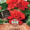 Geranie Madeira, Rot Mit Langer Blütezeit -Erden & Dünger Verkäufe geranie madeira rot