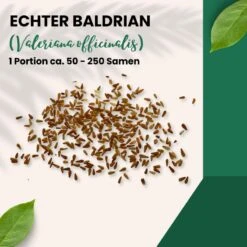Echter Baldrian Valeriana Officinalis Traditionelle Heilpflanze