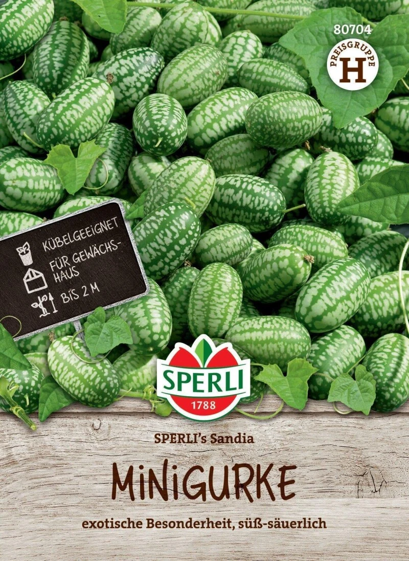 Minigurke SPERLI's Sandia, Snackgurke, Für Gewächshaus Und Freiland, Saatgut Von Sperli 4 Minigurke SPERLI's Sandia, Snackgurke, Für Gewächshaus Und Freiland, Saatgut Von Sperli – Bild 2