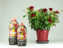 Nutri ONE Universal-Dünger, Flüssigkonzentrat Für Topfpflanzen, Balkonpflanzen, Gemüse, Kräuter Und Garten, 500 Ml Flüssigdünger -Erden & Dünger Verkäufe nutri one universal duenger fluessigkonzentrat fuer topfpflanzen balkonpflanzen gemuese kraeuter und garten 500 ml fluessigduenger4