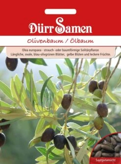 Olivenbaum Ölbaum Olea Europaea