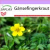 Gänsefingerkraut - Potentilla Anserina Heilpflanzen Gutes Nicht Nur Für Gänse -Erden & Dünger Verkäufe saflax fingerkraut