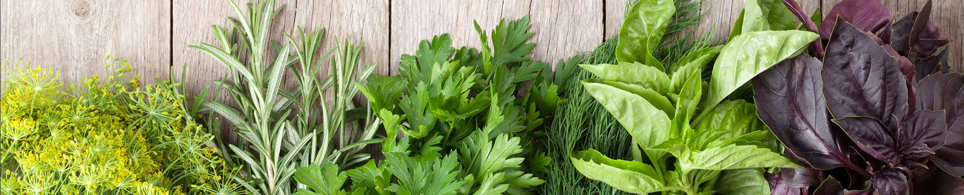 Titelseite -Erden & Dünger Verkäufe gartenversand kraeutersamen kaufen